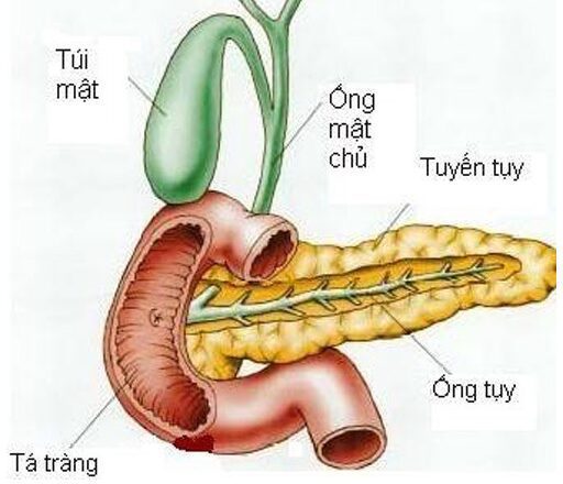 Giun chui ống mật