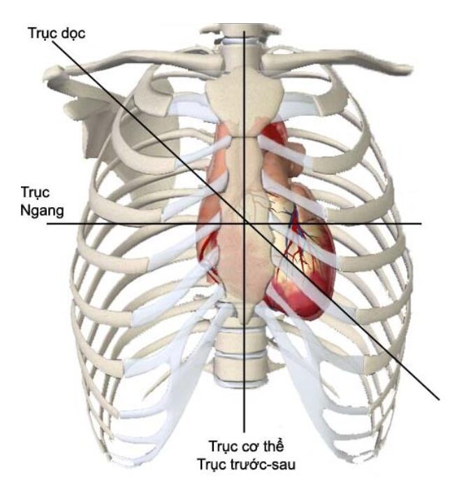 Tư thế điện học của tim